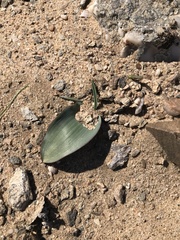Lachenalia klinghardtiana
