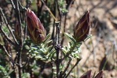 Pteronia staehelinoides