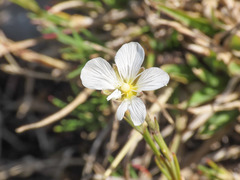 Cherleria capillacea