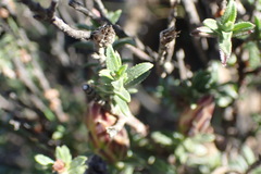 Pteronia staehelinoides