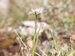 Cherleria capillacea