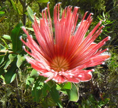 Protea aurea aurea