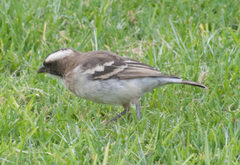 Plocepasser mahali mahali