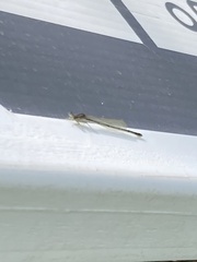 Enallagma vesperum