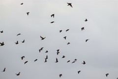 Sturnus vulgaris