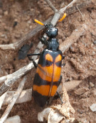 Hycleus scalaris