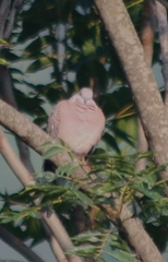 Streptopelia chinensis