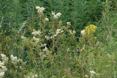 Filipendula ulmaria