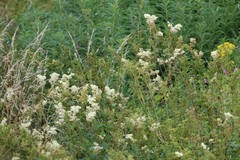 Filipendula ulmaria