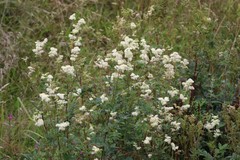 Filipendula ulmaria