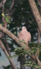 Streptopelia chinensis