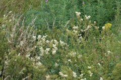 Filipendula ulmaria