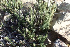 Cheilanthes contracta