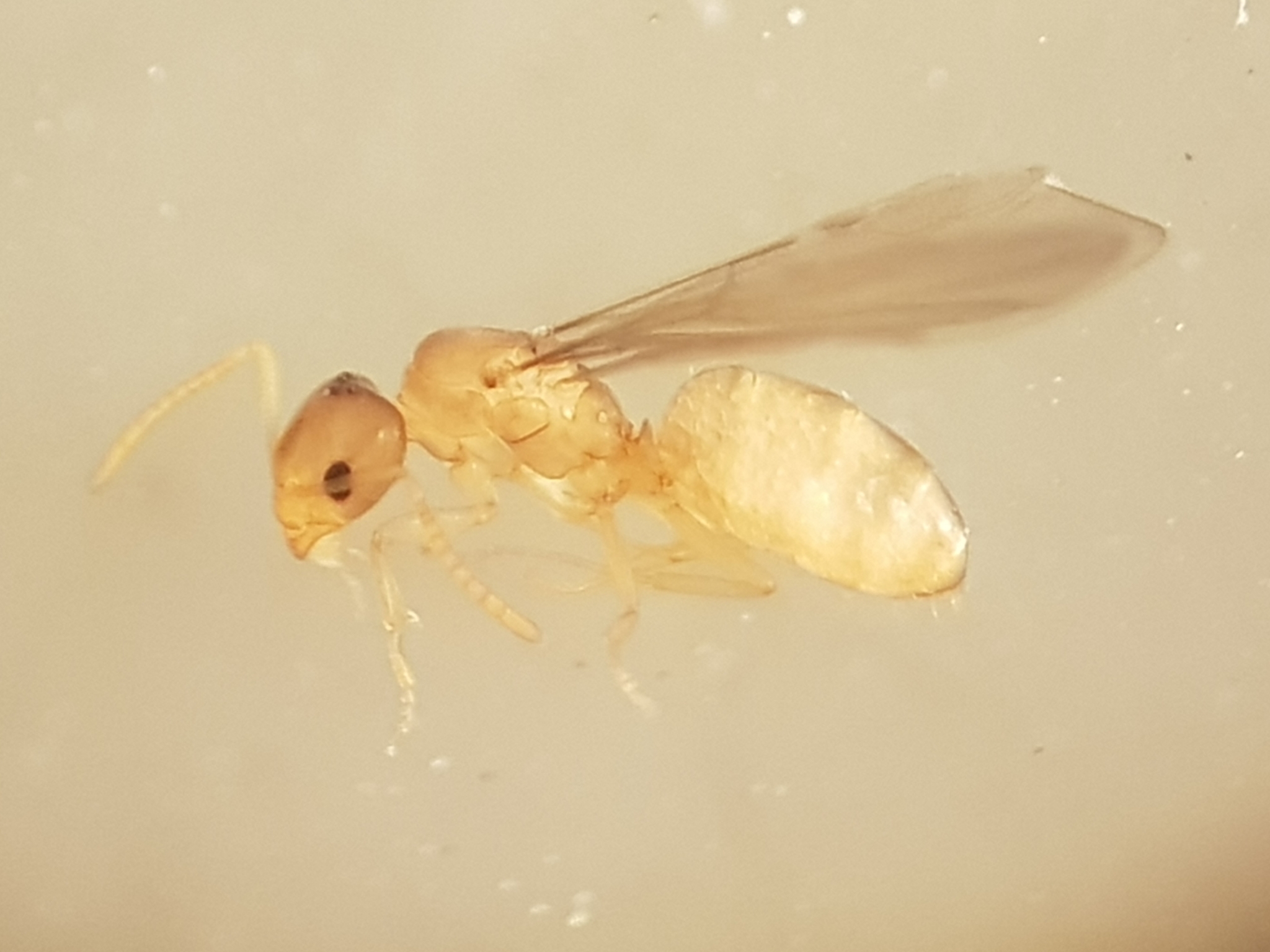 Plagiolepis grassei