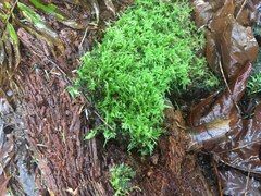 Brachythecium frigidum