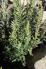 Cheilanthes contracta