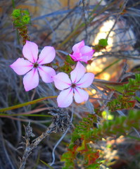 Acmadenia tetragona