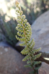 Cheilanthes contracta