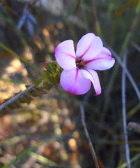 Acmadenia tetragona