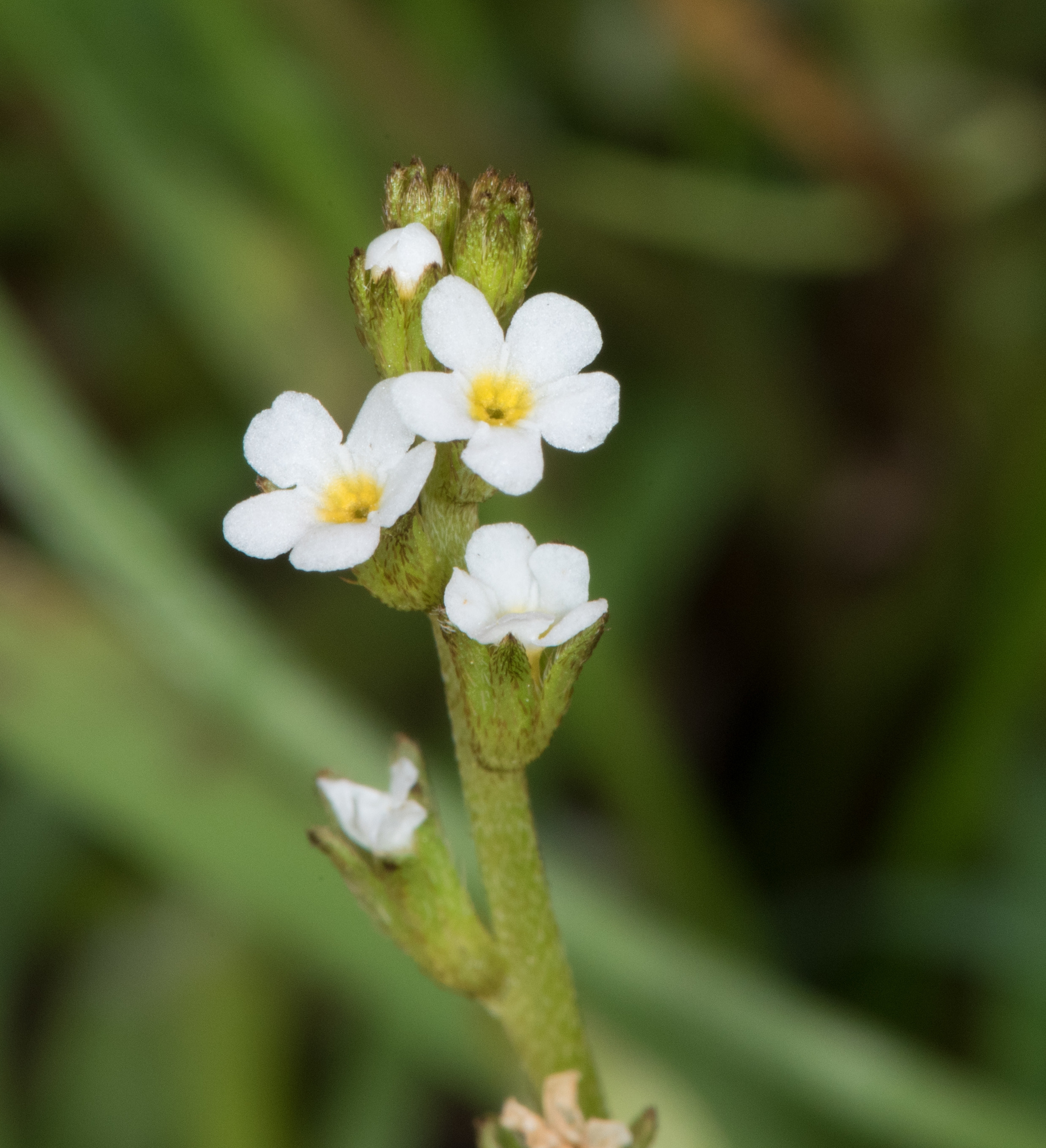 Plagiobothrys stipitatus var. micranthus