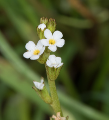 Plagiobothrys stipitatus micranthus