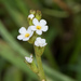 Plagiobothrys stipitatus micranthus - Photo (c) Don Loarie,  זכויות יוצרים חלקיות (CC BY), הועלה על ידי Don Loarie