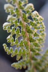 Cheilanthes contracta