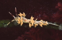 Cuthona hamanni