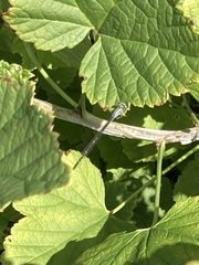 Enallagma vesperum