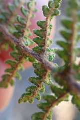 Cheilanthes contracta