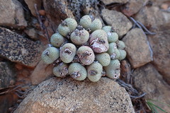 Conophytum truncatum