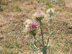 Cirsium lobelii