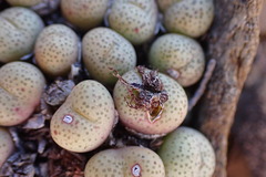 Conophytum truncatum