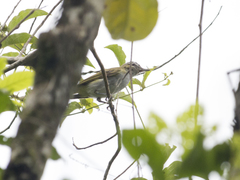 Vireo chivi
