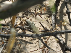 Aspidoscelis marmoratus