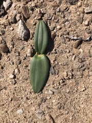 Massonia sessiliflora