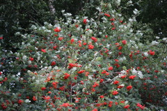 Sorbus aucuparia
