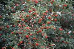 Sorbus aucuparia