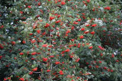 Sorbus aucuparia