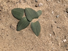 Massonia sessiliflora