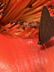 Paryphthimoides