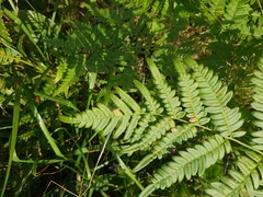 Pteridium pinetorum
