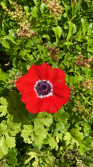 Anemone coronaria