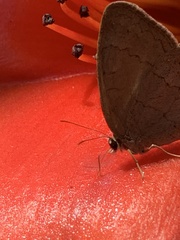 Paryphthimoides