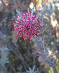 Leucospermum wittebergense