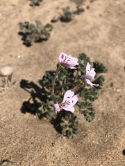Pelargonium crassicaule