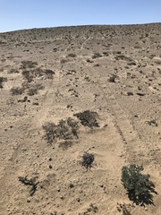 Pelargonium crassicaule