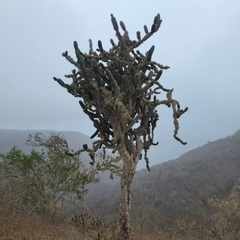 Armatocereus cartwrightianus
