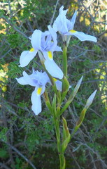 Moraea polystachya