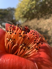 Bombax ceiba